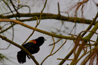 Blackbird - Redwing-5481