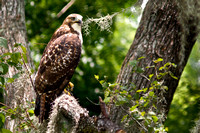 Hawk - Red-Tailed - 36