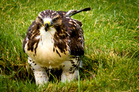 Hawk - Red-Tailed - 58