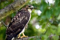 Hawk - Red-Tailed - 85A