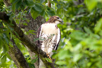 Hawk - Red-Tailed - 46