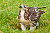 Hawk - Red-Tailed - 91