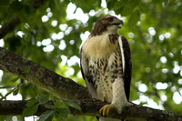 Hawk - Red-Tailed - 52