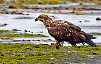 Bald Eagle at Kasitsna Bay