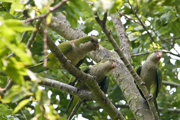 Monk Parakeet - 036