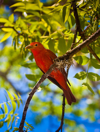 Summer Tanager-5149